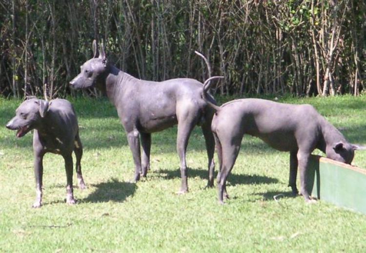 Xoloitzcuintle.
