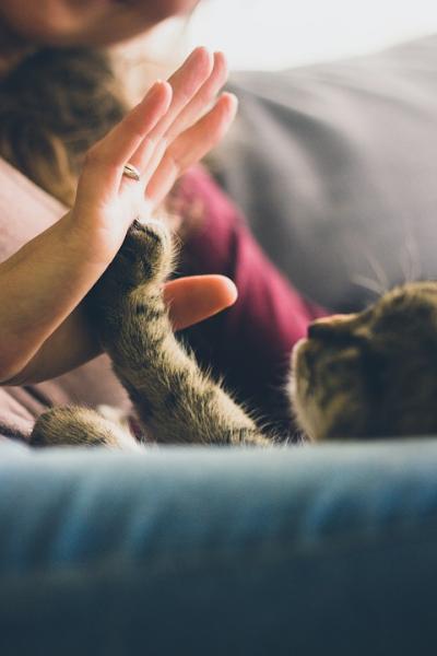 Comunicación entre gatos y personas
