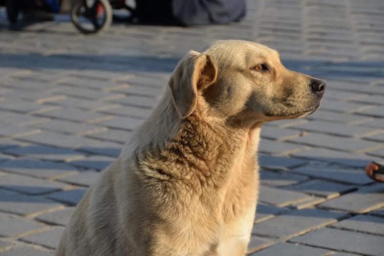 El ayuntamiento de Valladolid modifica algunas tasas sobre la tenencia de mascotas. perros tasas