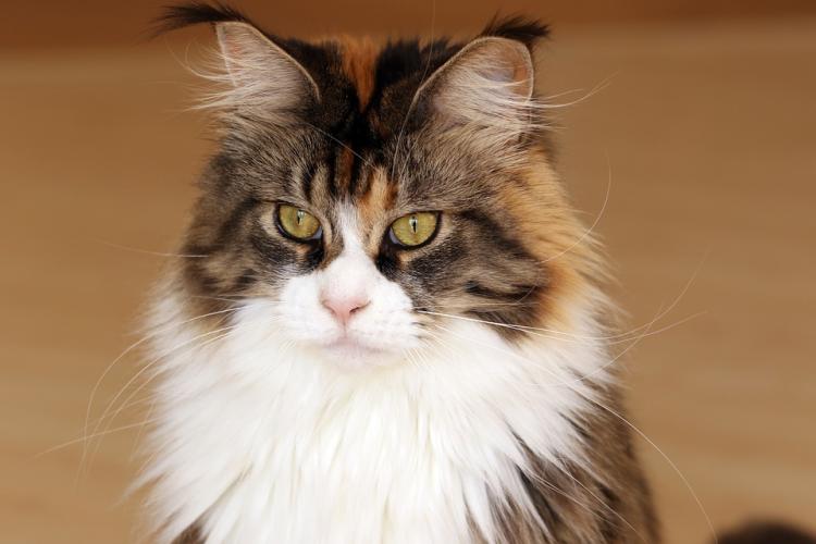 Maine Coon.