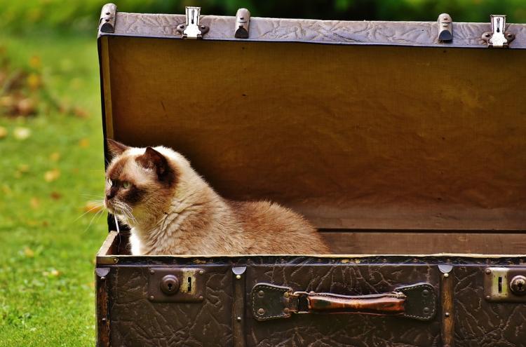 Una investigación demuestra que los gatos ya estaban presentes en los viajes de los vikingos. Gato en una maleta