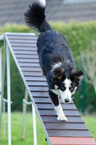 Casi 500 perros competirán en el 21º Campeonato del Mundo de Agility. Perro haciendo Agility