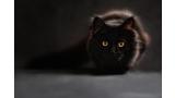 gato negro