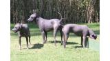 Xoloitzcuintle.