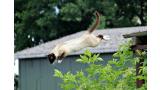 gato volador