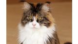 Maine Coon.