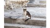 Gato en la calle