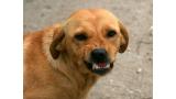 Mordisco perro