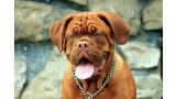 Dogo de Burdeos.