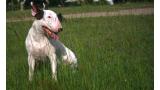 bullterrier