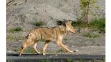 Coyote