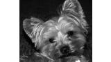 Yorkshire Terrier.