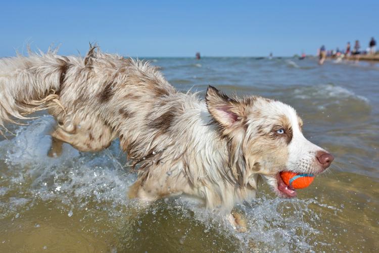 Perros en la playa de Barcelona