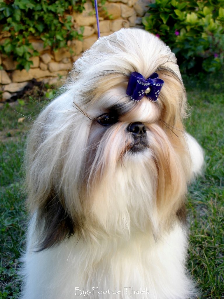 Shih Tzu.  Ch. Big Foot De Thalek Nothing Is Impossible.