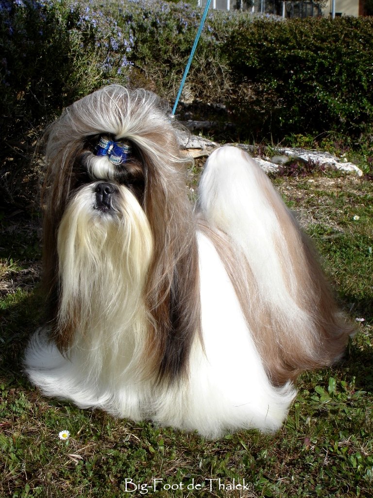 Shih Tzu.  Ch. Big Foot De Thalek Imperial Dragon.