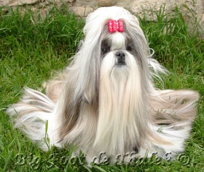 Shih Tzu.  Ch. Forget Me Nots De Penaguila.