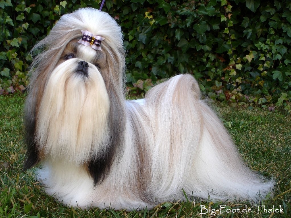 Shih Tzu.  Ch. Big Foot De Thalek Ghost In Love. Shih Tzu.  Ch. Big Foot De Thalek Ghost In Love.