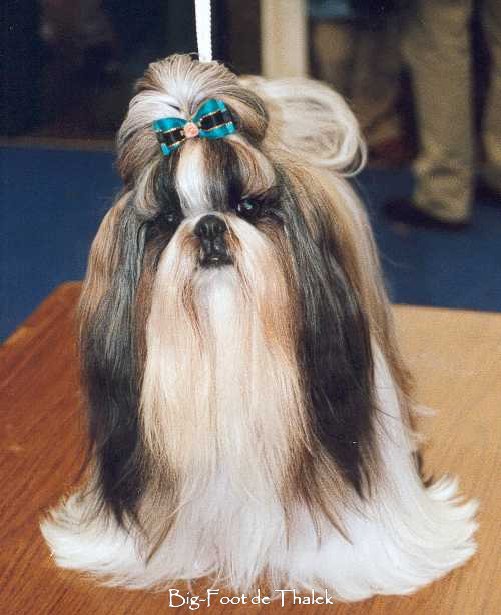 Shih Tzu.  Ch. Amistad Sincera De La Kassyna.