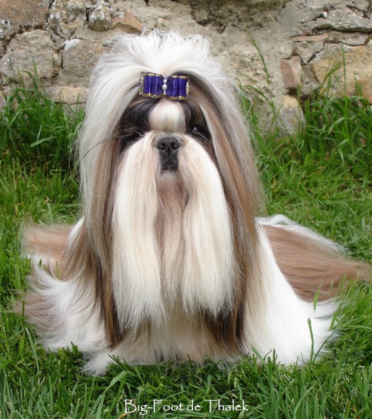 Shih Tzu.  Ch. Mekong Jiang Universal Beauty.