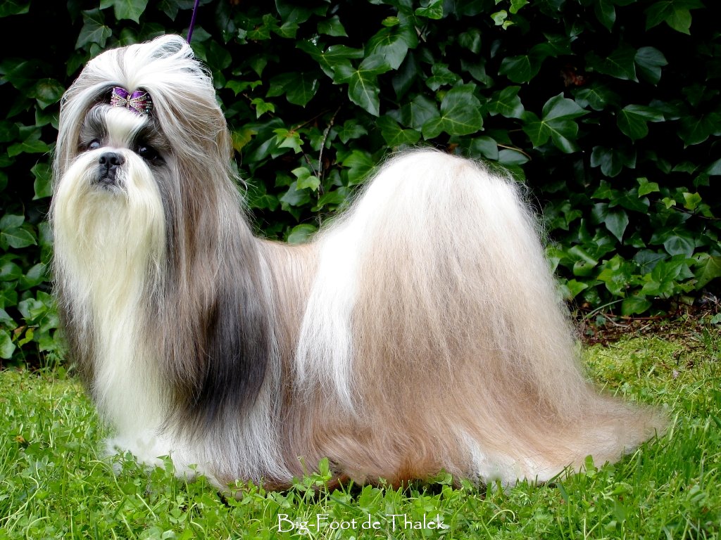 Shih Tzu.  Ch. Big Foot De Thalek Happy Ilusion.