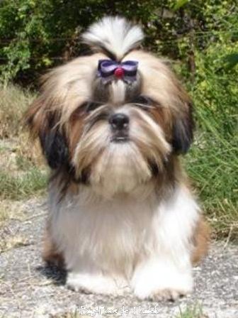 Shih Tzu.  Ch. Big Foot De Thalek Clear Spring.