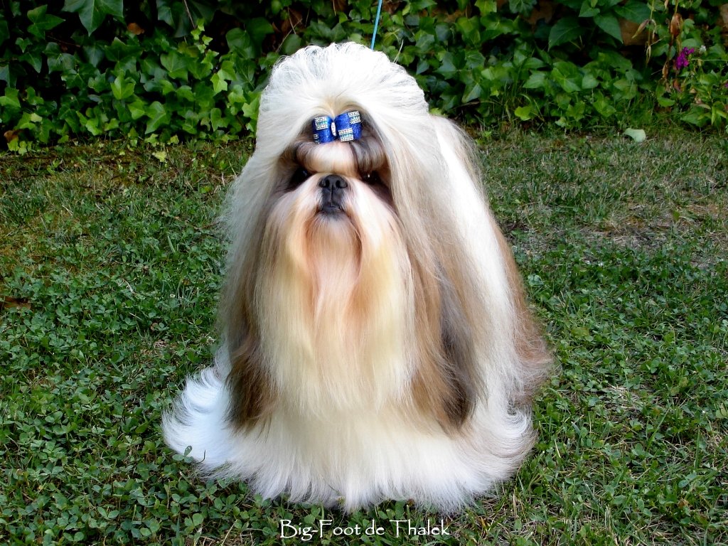 Shih Tzu.  Ch. Big Foot de Thalek Give Me Five. Shih Tzu.  Ch. Big Foot de Thalek Give Me Five.