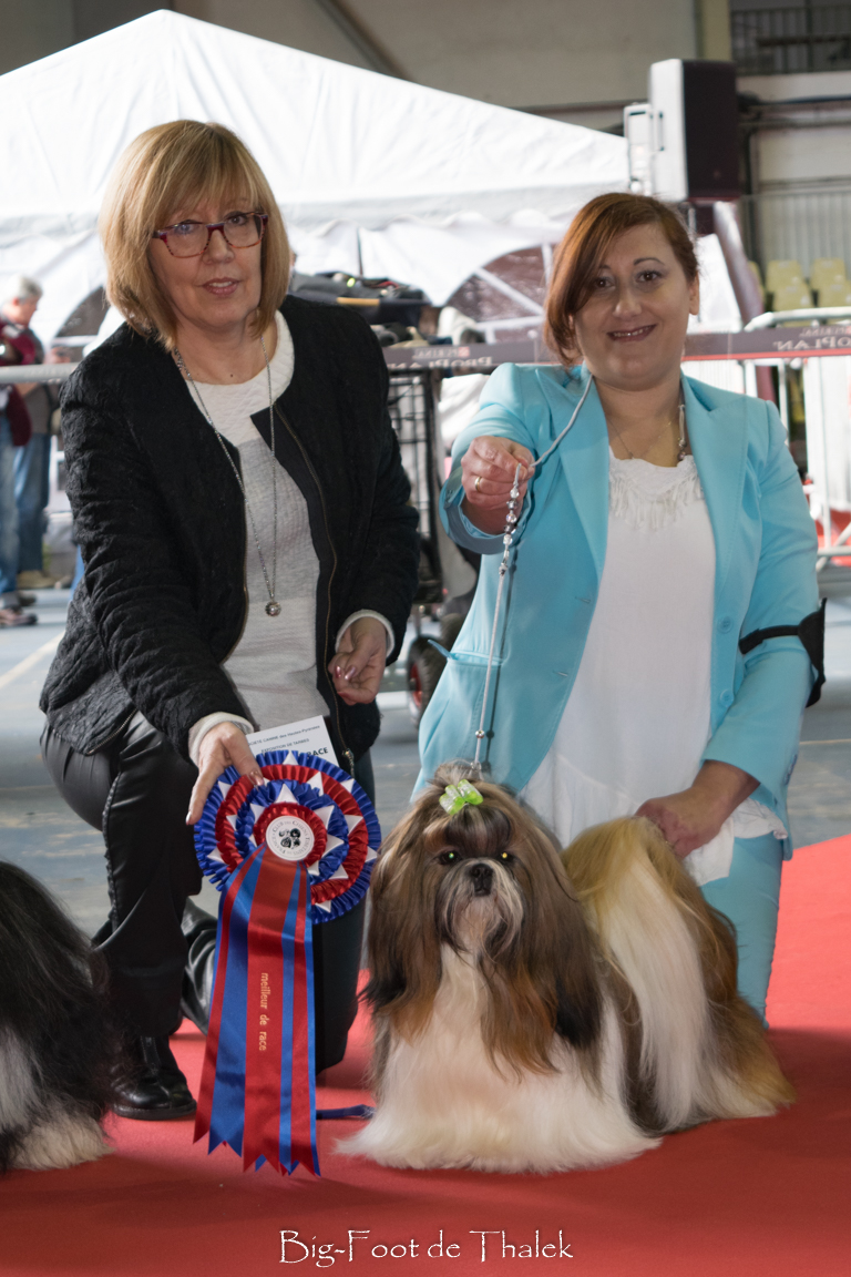 Kaybaroshi Han&har Moonlight Queen. Shih Tzu. Kaybaroshi Han har Moonlight Queen.