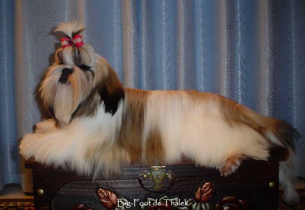 Shih Tzu. Sincere Friendship De La Kassyna.