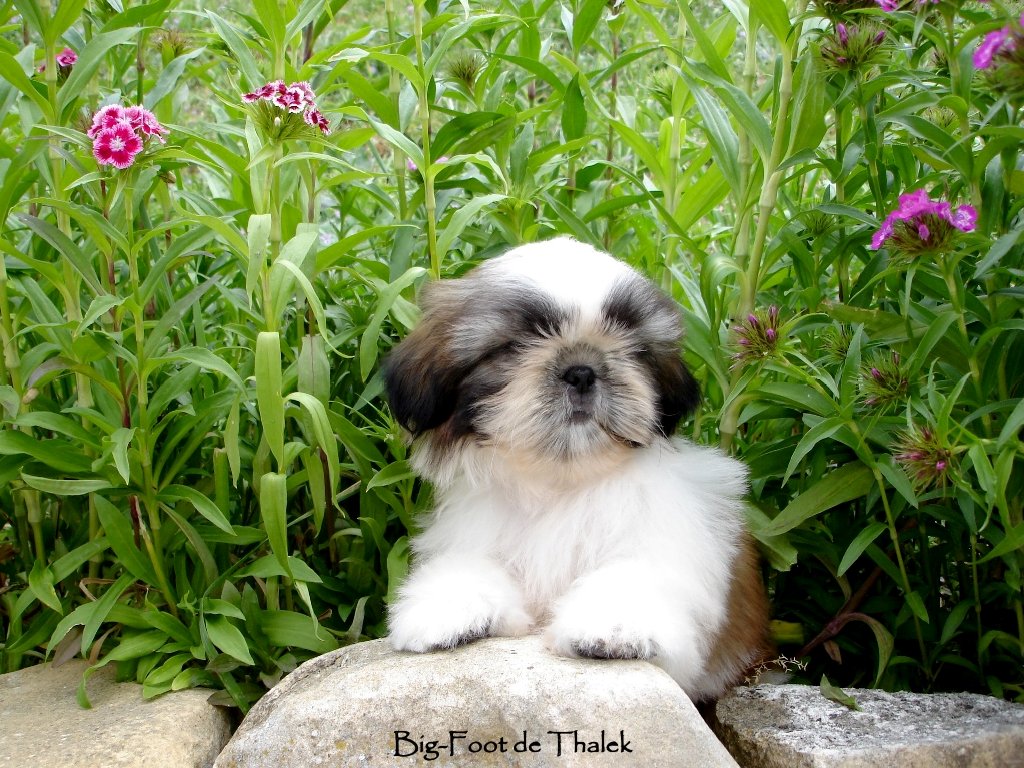 Shih Tzu. Big Foot De Thalek Our Sweet Surprise.