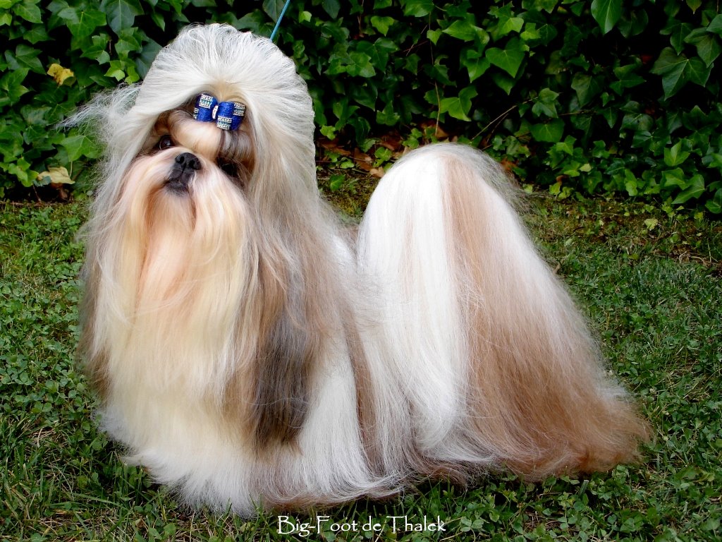 Shih Tzu.  Ch. Big Foot de Thalek Give Me Five.