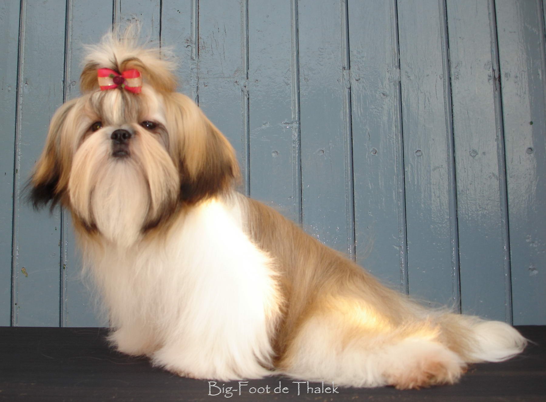 Shih Tzu. Big Foot De Thalek A Lovely Dream.