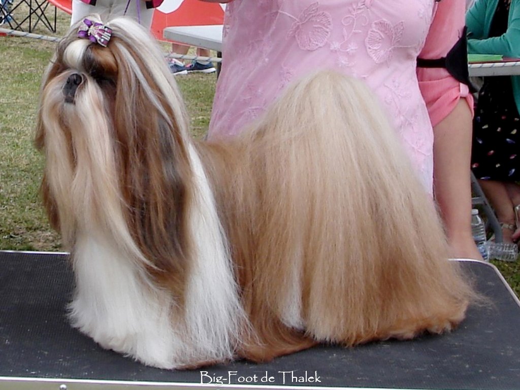 Shih Tzu.  Ch. Big Foot De Thalek Happily Ever After.
