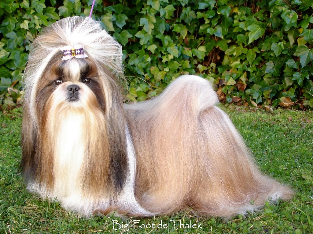 Shih Tzu.  Ch. Big Foot De Thalek Honey Bear.