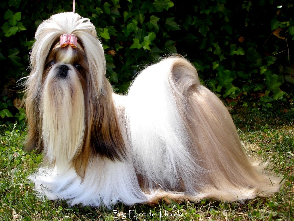 Shih Tzu.  Ch. Big Foot De Thalek Knowing A Secret.