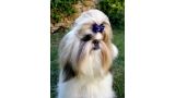Shih Tzu.  Ch. Big Foot De Thalek Nothing Is Impossible.