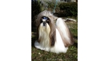 Shih Tzu.  Ch. Big Foot De Thalek Imperial Dragon.