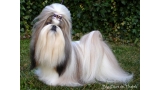 Shih Tzu.  Ch. Big Foot De Thalek Ghost In Love.