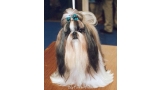 Shih Tzu.  Ch. Amistad Sincera De La Kassyna.