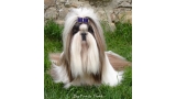 Shih Tzu.  Ch. Mekong Jiang Universal Beauty.
