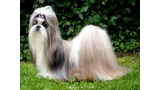 Shih Tzu.  Ch. Big Foot De Thalek Happy Ilusion.