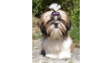Shih Tzu.  Ch. Big Foot De Thalek Clear Spring. Shih Tzu.  Ch. Big Foot De Thalek Clear Spring.