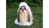 Shih Tzu.  Ch. Big Foot de Thalek Give Me Five.