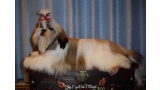 Shih Tzu. Sincere Friendship De La Kassyna.