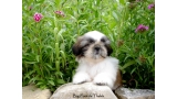 Shih Tzu. Big Foot De Thalek Our Sweet Surprise.
