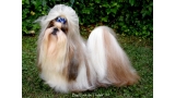 Shih Tzu.  Ch. Big Foot de Thalek Give Me Five.