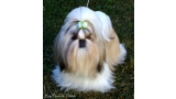 Shih Tzu. Lemuro Feel The Angel.