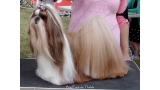 Shih Tzu.  Ch. Big Foot De Thalek Happily Ever After.