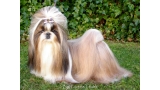 Shih Tzu.  Ch. Big Foot De Thalek Honey Bear.