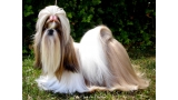 Shih Tzu.  Ch. Big Foot De Thalek Knowing A Secret.