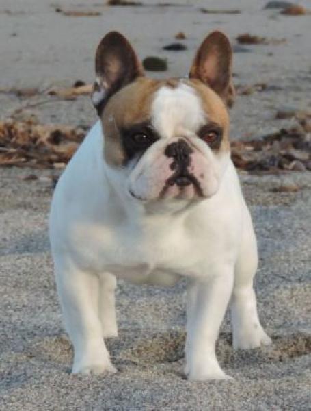 Bulldog Francés.  Ch. Garance Des Bouilles De La Garonne.